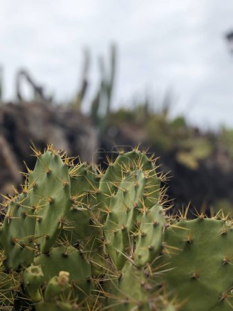 Photo for Cacti plants of Tenerife, the Canary Island, Spain - Royalty Free Image
