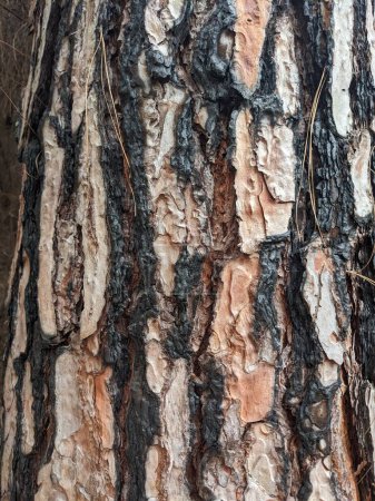 Photo for Tree bark texture background - Royalty Free Image