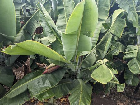 Téléchargez les photos : Plantation de bananiers à Tenerife, aux Canaries, Espagne, Europe - en image libre de droit
