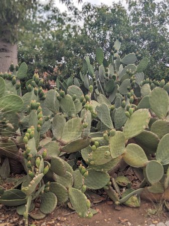 Téléchargez les photos : Cactus vert dans le jardin - en image libre de droit
