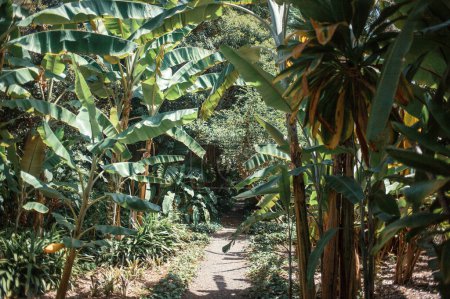 Foto de Hermoso jardín con plantas tropicales - Imagen libre de derechos