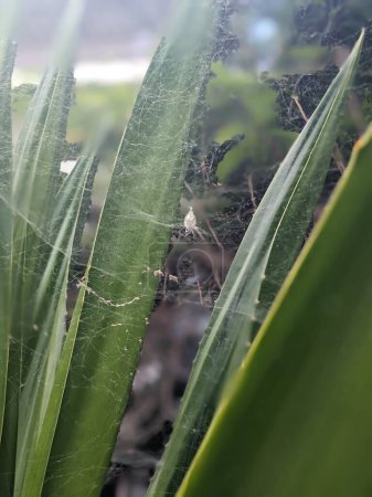 Téléchargez les photos : Toile d'araignée sur les plantes avec des feuilles vertes dans le jardin - en image libre de droit