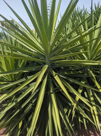 Téléchargez les photos : Gros plan de plantes tropicales à grandes feuilles vertes, Tenerife, les îles Canaries, Espagne, Europe - en image libre de droit