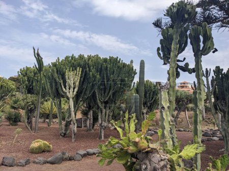 Photo for Exotic plants growing on Tenerife Island, the Canary Islands, Spain - Royalty Free Image