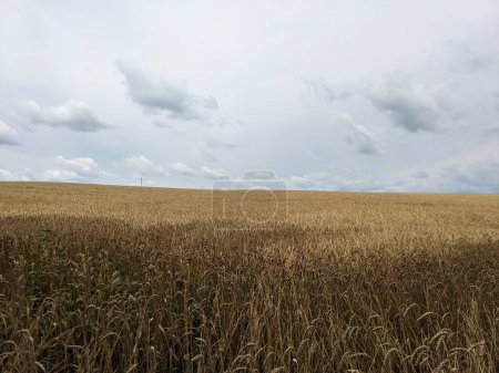 Téléchargez les photos : Champ de blé doré en été - en image libre de droit
