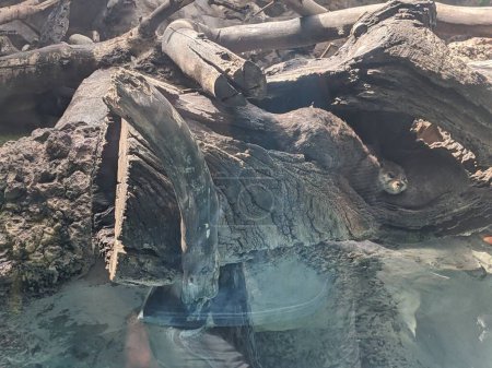 Téléchargez les photos : Vue de la loutre sauvage au zoo - en image libre de droit