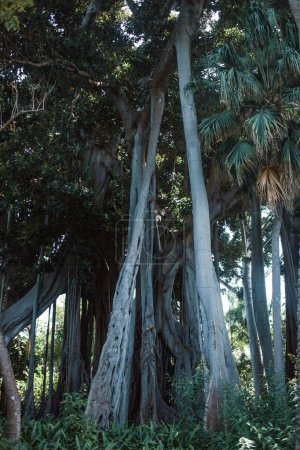low angle view of tropical trees growing in the park on  Tenerife, the Canary Island, Spain, Europe