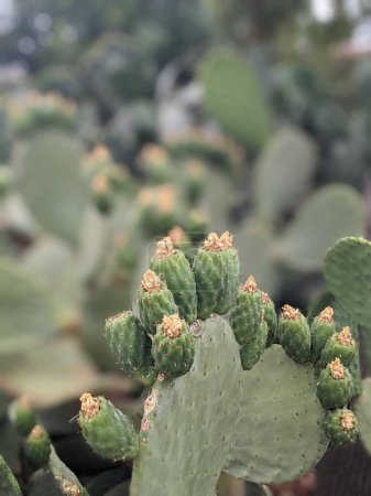 Foto de Plantas de cactus verde de Tenerife, Islas Canarias, España - Imagen libre de derechos