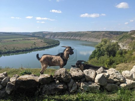 chèvres debout sur les rochers avec rivière Dniester à l'arrière-plan, Bakota, Ukraine, Europe  