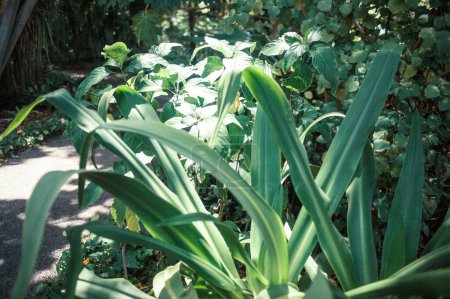 Téléchargez les photos : Plantes exotiques vertes poussant dans le jardin, Ténérife, les îles Canaries, Espagne, Europe - en image libre de droit