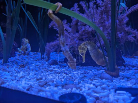 Foto de Espécimen de caballitos de mar (Hippocampus reidi) en el acuario - Imagen libre de derechos