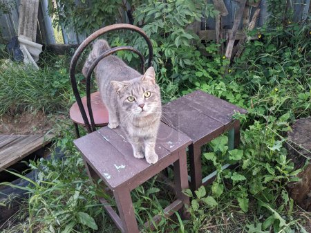 Photo for Cat sitting on the wooden in the garden - Royalty Free Image