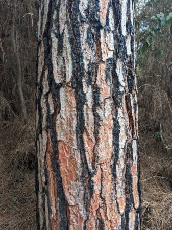 Téléchargez les photos : Vieil arbre écorce texture fond - en image libre de droit