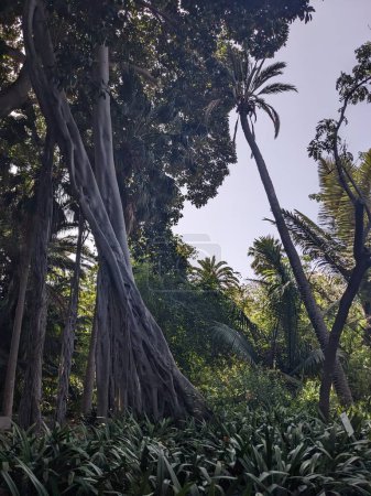 Téléchargez les photos : Jardin de Tenerife avec des plantes exotiques, les îles Canaries, Espagne, Europe - en image libre de droit