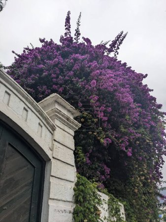 Téléchargez les photos : Fleurs d'été à Tenerife, les îles Canaries, Espagne, Europe - en image libre de droit