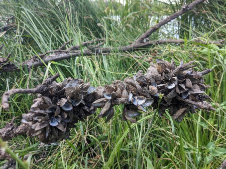 Photo for Open mussel shells on the tree branch - Royalty Free Image