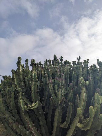 Photo for Green cactus plants of Tenerife, the Canary Island, Spain - Royalty Free Image