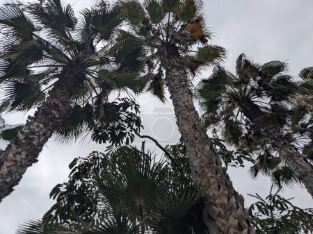 Téléchargez les photos : Palmiers poussant à Tenerife, aux Canaries, en Espagne, en Europe - en image libre de droit