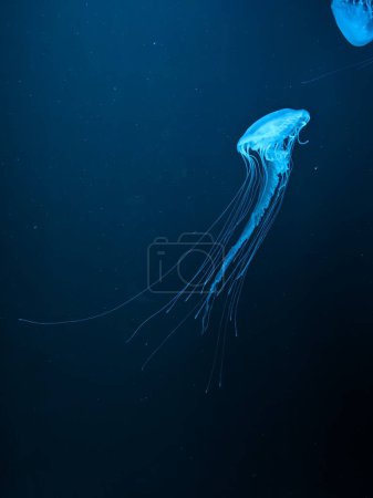 Foto de Medusas bajo el agua en el acuario - Imagen libre de derechos