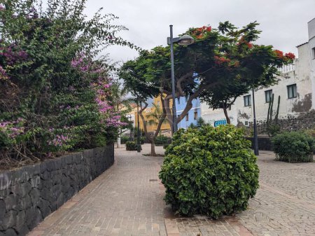 Photo for Tropical trees on the street with houses of Santa Cruz city, Tenerife, the Canary island, Spain, Europe - Royalty Free Image