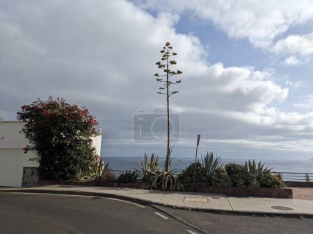 Photo for Tropical trees on the street with houses of Santa Cruz city, Tenerife, the Canary island, Spain, Europe - Royalty Free Image