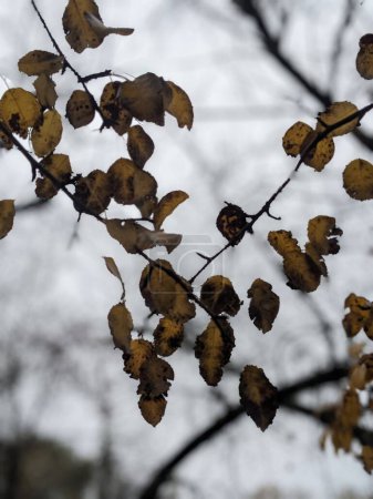 Téléchargez les photos : Feuilles d'automne, flore de saison d'automne - en image libre de droit
