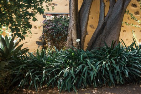 Téléchargez les photos : Plantes vertes poussant dans le jardin de Tenerife, aux Canaries, en Espagne, en Europe - en image libre de droit