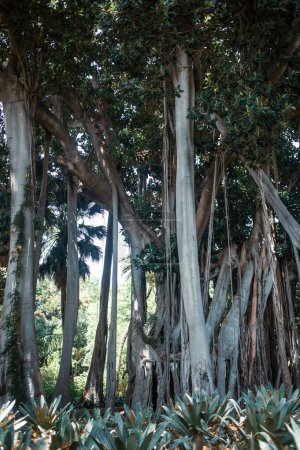 Foto de Plantas tropicales verdes en un parque de Tenerife, Islas Canarias, España - Imagen libre de derechos