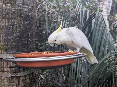 Téléchargez les photos : Aras blanc assis à la mangeoire d'oiseaux dans le zoo - en image libre de droit