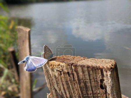 Photo for Closeup of butterflies sitting on the old wooden plank - Royalty Free Image