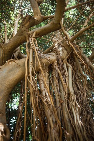 Téléchargez les photos : Jardin de Tenerife avec des plantes exotiques, les îles Canaries, Espagne, Europe - en image libre de droit