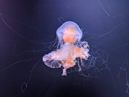Photo for Jellyfish underwater in aquarium - Royalty Free Image