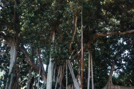 arbres tropicaux dans le jardin de Tenerife, les îles Canaries, Espagne, Europe 