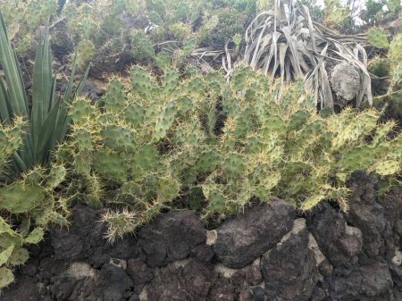 Téléchargez les photos : Cactus vert de Tenerife, îles Canaries, Espagne - en image libre de droit