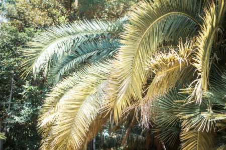 Téléchargez les photos : Palmiers poussant à Tenerife, aux Canaries, en Espagne, en Europe - en image libre de droit