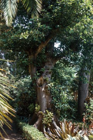 Téléchargez les photos : Arbres de la jungle sur Tenerife, les îles Canaries, Espagne, Europe - en image libre de droit