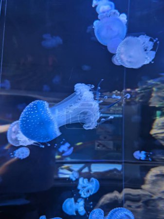 Foto de Primer plano de medusas nadando en un tanque - Imagen libre de derechos