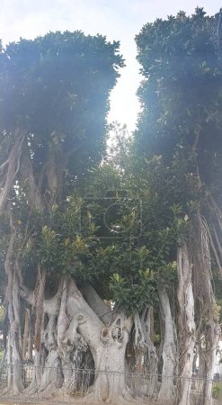 arbres tropicaux dans le jardin de Tenerife, les îles Canaries, Espagne, Europe 
