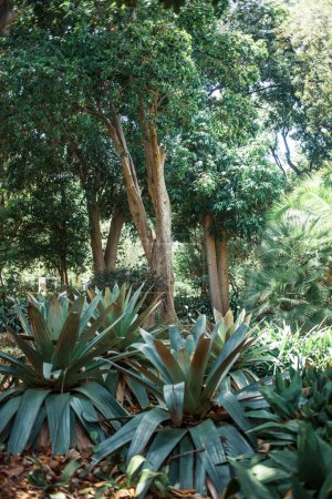Téléchargez les photos : Plantes vertes poussant dans le jardin de Tenerife, aux Canaries, en Espagne, en Europe - en image libre de droit