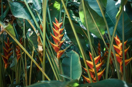 Téléchargez les photos : Plantes tropicales poussant dans le jardin, Tenerife, les îles Canaries, Espagne - en image libre de droit