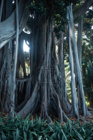 Photo for Jungle trees  on Tenerife, the Canary Island, Spain, Europe - Royalty Free Image