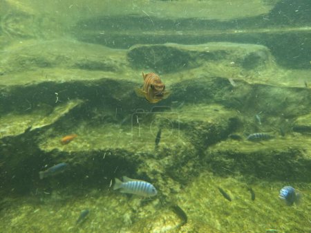 Foto de Vista submarina de los peces en el acuario - Imagen libre de derechos