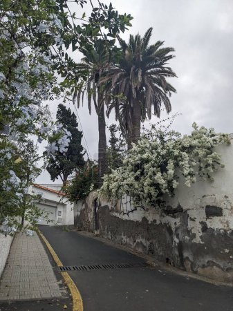 Photo for Palm trees on the street with houses of Santa Cruz city, Tenerife, the Canary island, Spain, Europe - Royalty Free Image