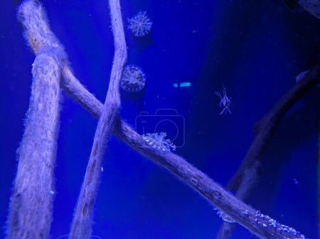 Téléchargez les photos : Vue des méduses dans l'aquarium - en image libre de droit