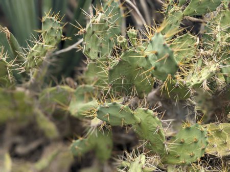 Photo for Close up of cactus plants growing outdoors at daytime - Royalty Free Image