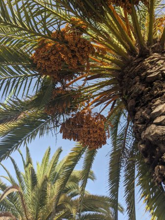 Téléchargez les photos : Palmiers poussant à Tenerife, aux Canaries, en Espagne - en image libre de droit