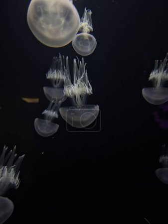 Foto de Medusas en el acuario - Imagen libre de derechos