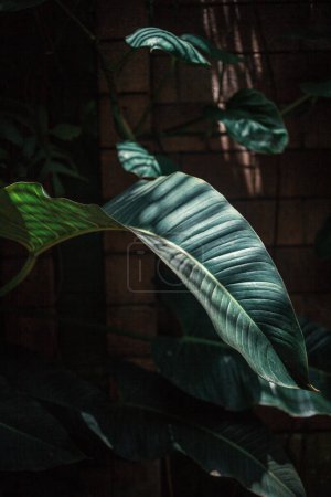 Foto de Plantas tropicales que crecen en el jardín, Tenerife, Canarias, España, Europa - Imagen libre de derechos