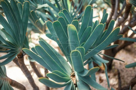Foto de Plantas tropicales que crecen en el jardín, Tenerife, Islas Canarias, España - Imagen libre de derechos