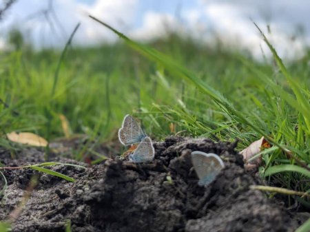 Téléchargez les photos : Gros plan de papillons assis sur le sol avec une herbe - en image libre de droit